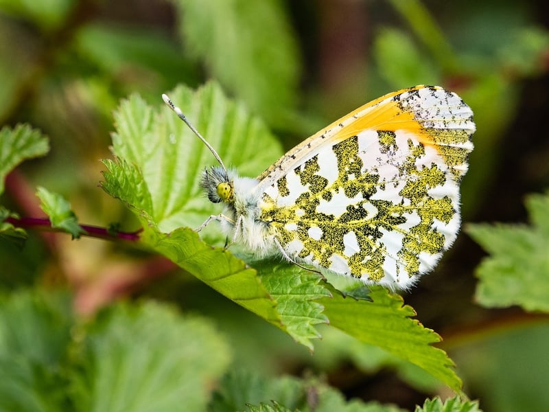 Green lifestyle tips