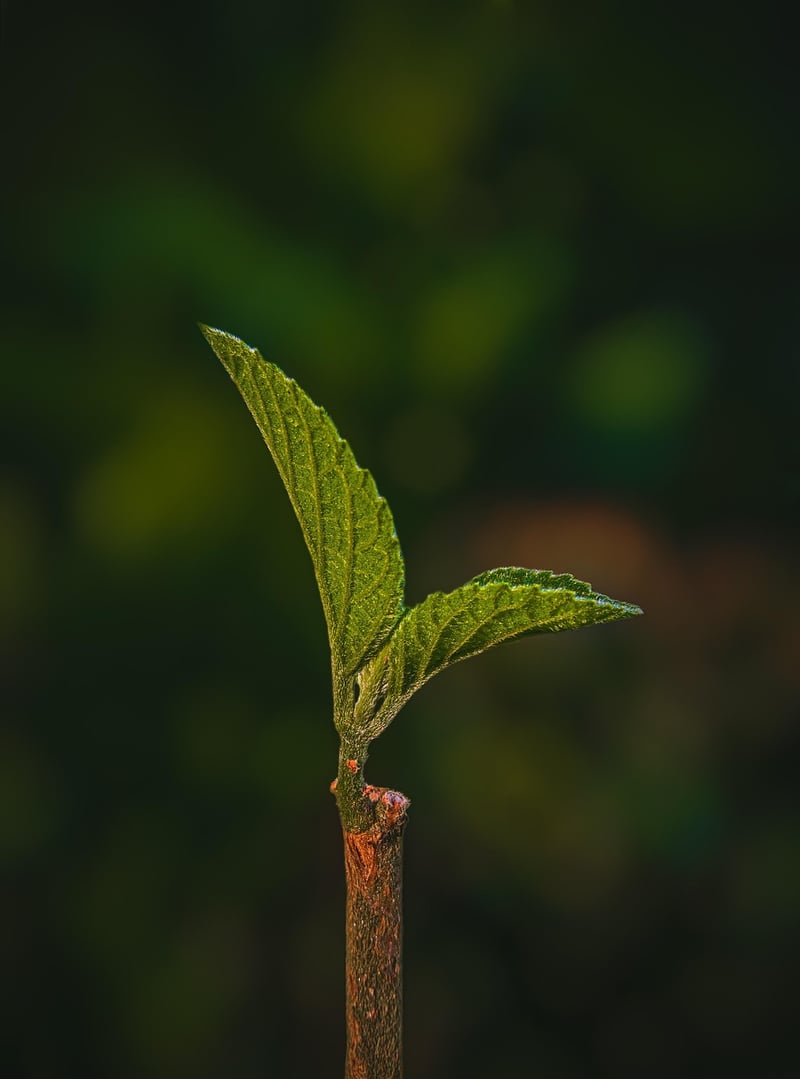 Vertical Garden Plants