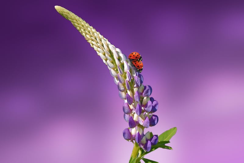 Ladybug for Pest Control